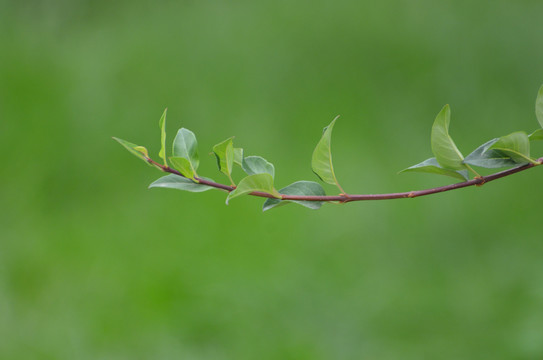 绿叶