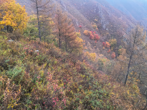 高山岩石秋季树林