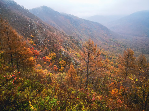 秋季森林高山清晨晨雾