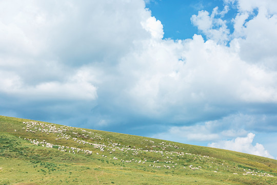 夏季草原羊群绵羊蓝天白云