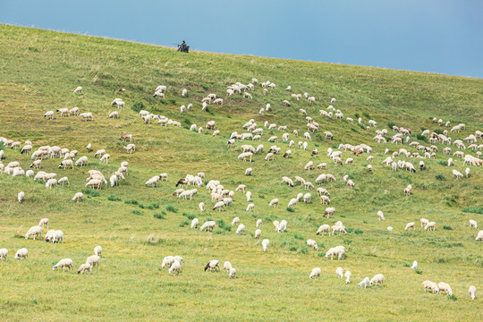 草原绵羊羊群放牧