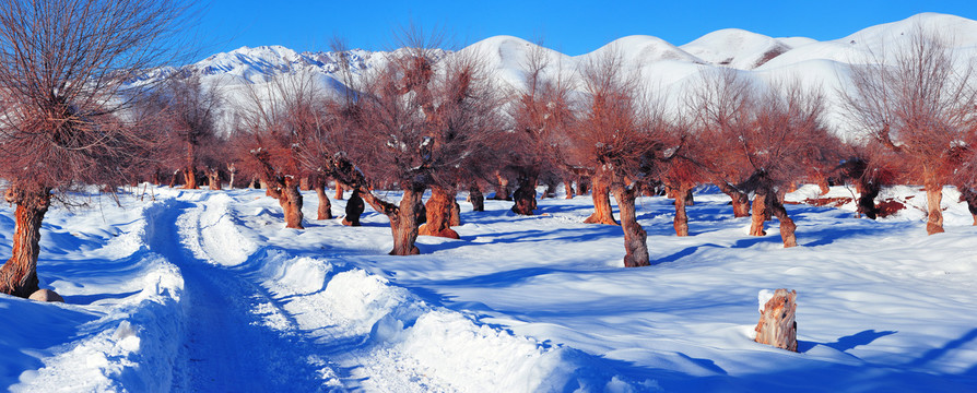 冬雪榆树沟