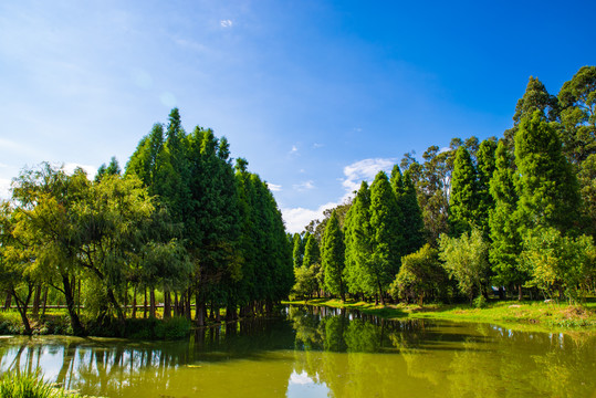 昆明滇池湿地