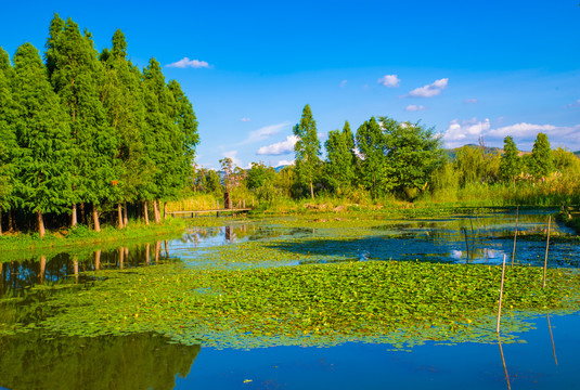 昆明滇池湿地