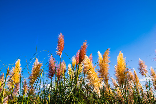 湿地芦苇花