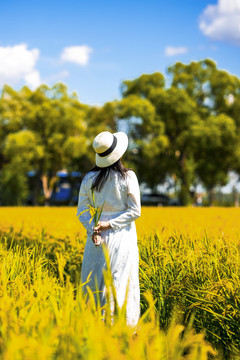 稻田美女