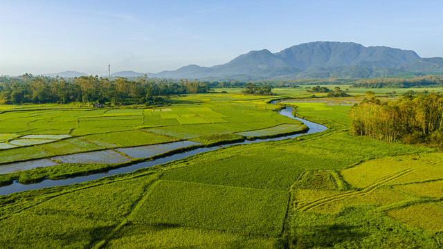 田野