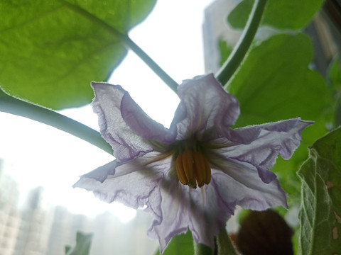 茄子花朵紫茄子圆茄子紫色花朵