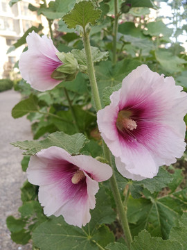 蜀葵粉色花卉花朵自然植物夏天