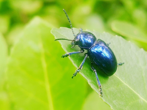 叶甲虫蓝叶甲虫金刚甲虫