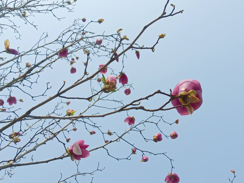 玉兰春天花朵发芽