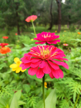 百日菊