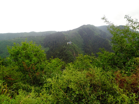 绿植山顶