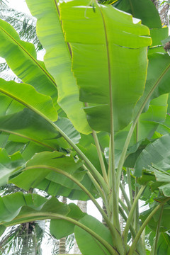 海南热带香蕉树