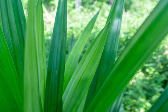 植物香料班兰叶