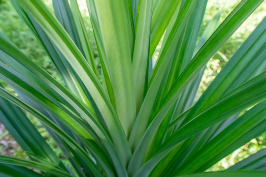 植物香料班兰叶