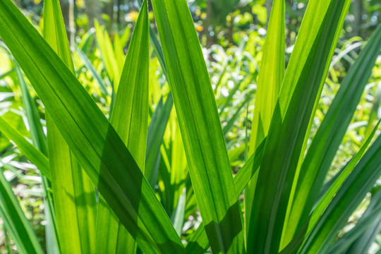 植物香料班兰叶