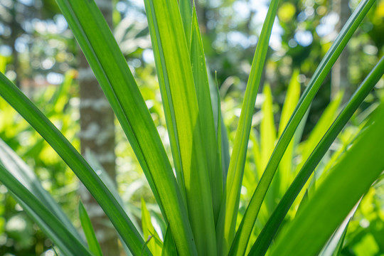 植物香料班兰叶