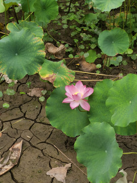 6月的荷花