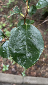 雨后绿叶