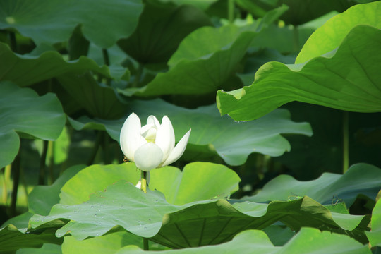 夏日荷花素材背景