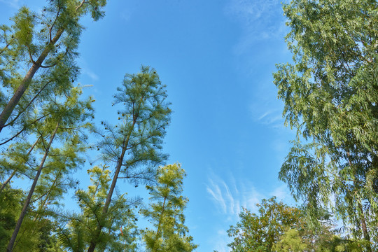 夏日树林顶上的蓝天