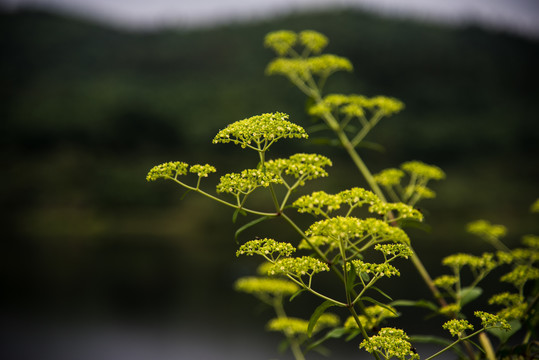 山花