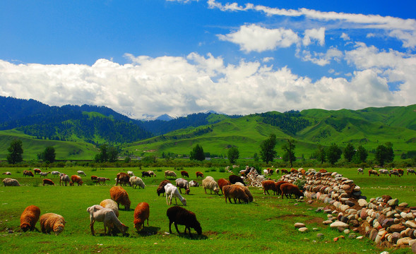新疆那拉提羊群
