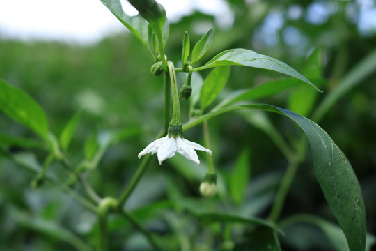 青椒花