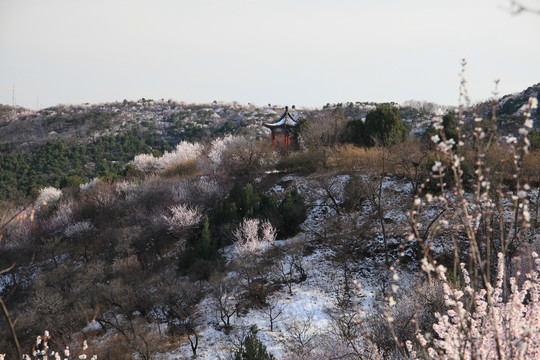 满山桃花开