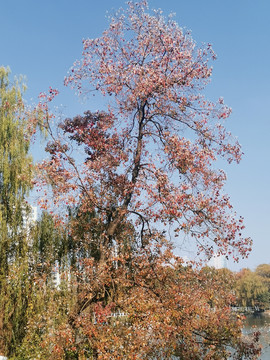 合肥杏花公园