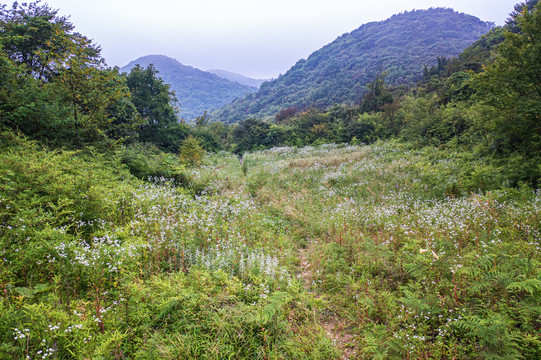 森林原野草地航拍自然风光