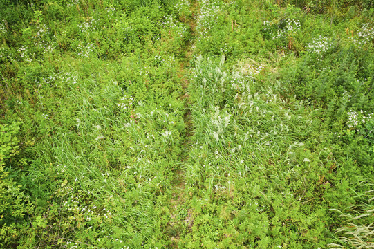 森林原野草地航拍自然风光