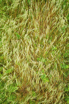 森林原野草地航拍自然风光