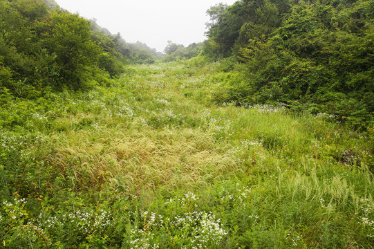 森林原野草地航拍自然风光