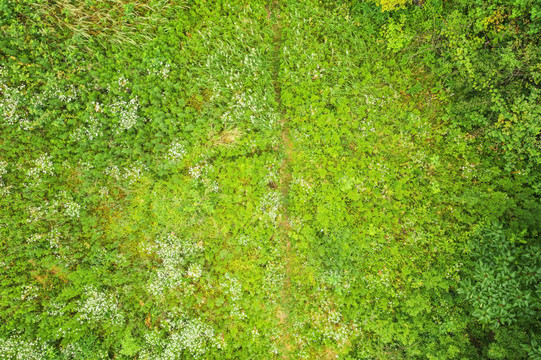 森林原野草地航拍自然风光