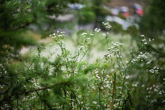 森林原野草地航拍自然风光