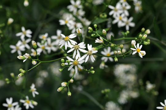 东风菜