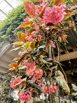 秋海棠科植物斑叶竹节秋海棠