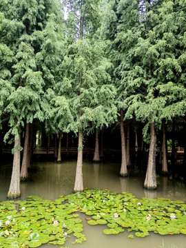 湿地水杉林