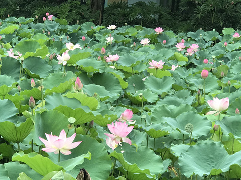 荷花池