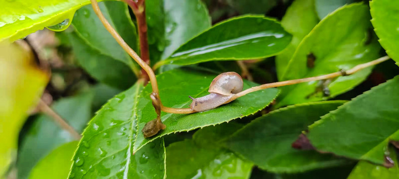 雨后的蜗牛特写