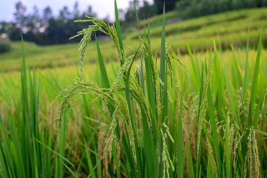 水稻谷穗成熟