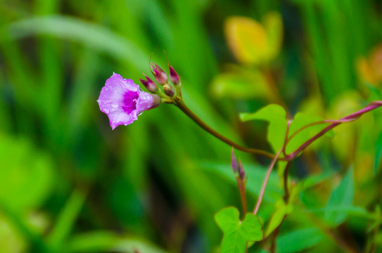 粉色牵牛花