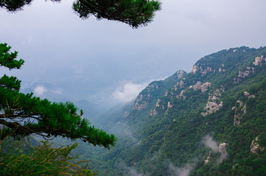 庐山花径松树