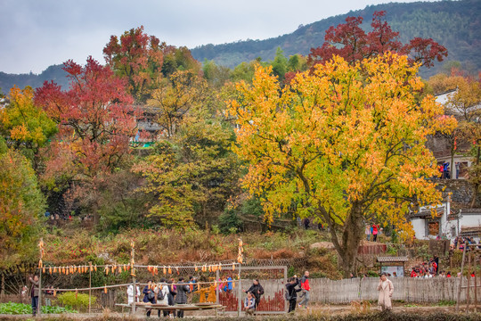 塔川秋色