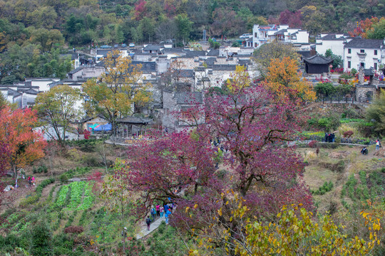 塔川秋色