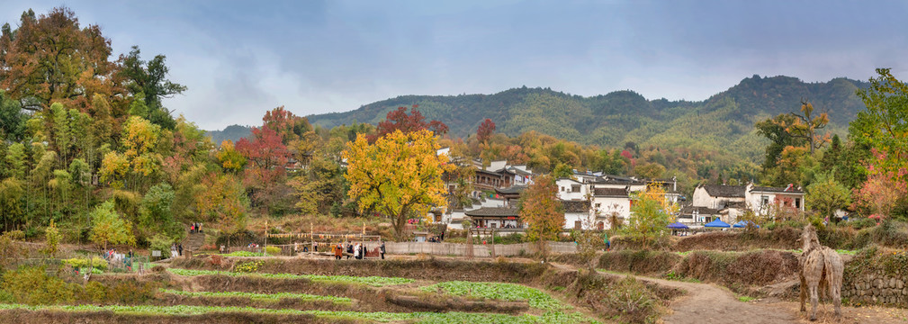 塔川秋色全景图