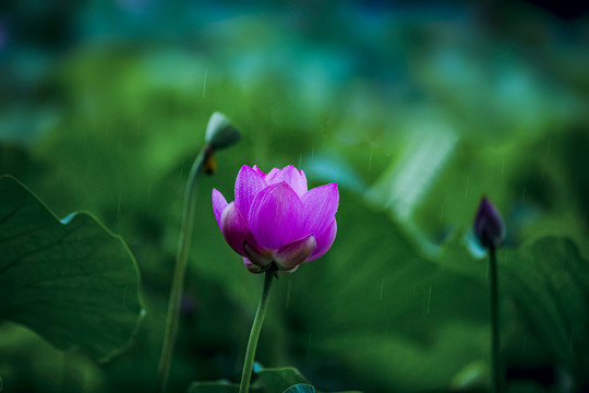 雨荷