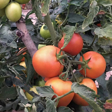 西红柿菜地